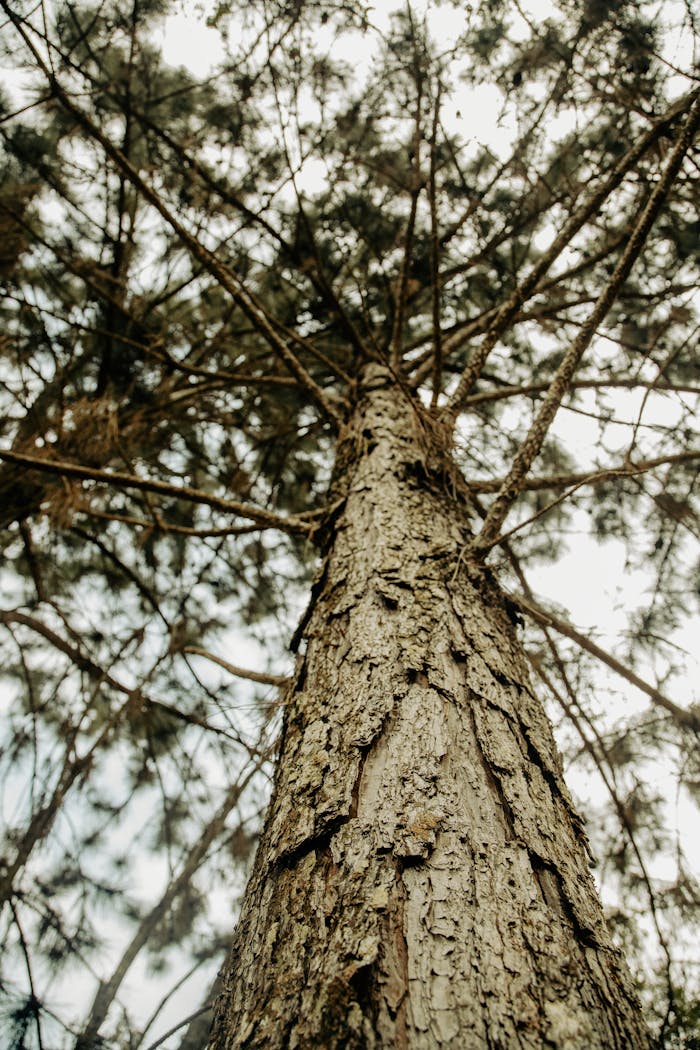 Home A tall pine tree viewed from below in a forest in Minas Gerais, Brazil.